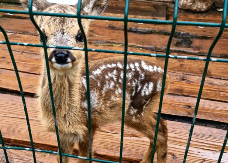 Į fermą stirniuką atvežė mokykliniu autobusu
