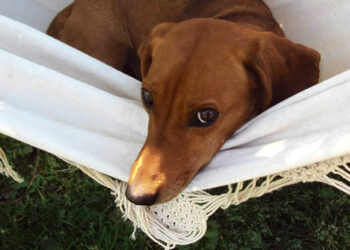 Priglausti gyvūnai gyvena antrą gyvenimą