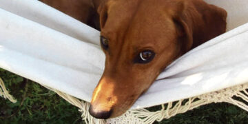 Priglausti gyvūnai gyvena antrą gyvenimą