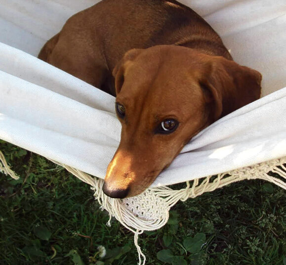 Priglausti gyvūnai gyvena antrą gyvenimą