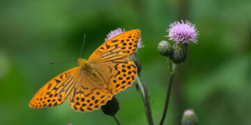 Eseistikos etiudai ir vienas trieilis