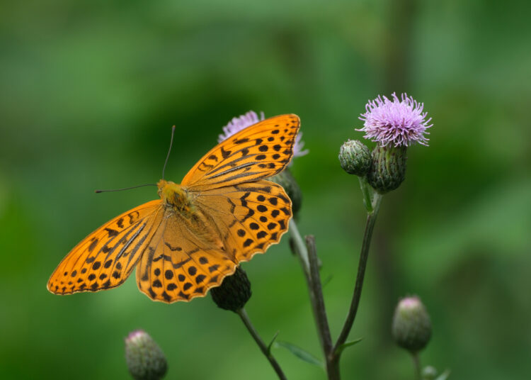 Eseistikos etiudai ir vienas trieilis
