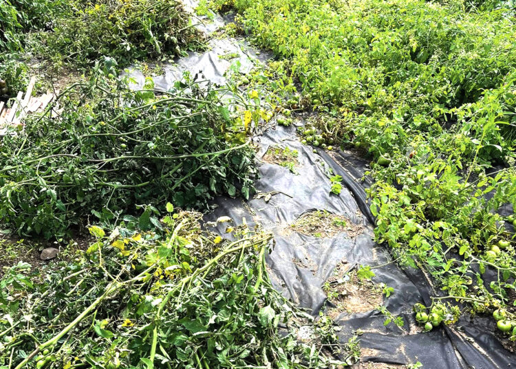 Daržovių ūkio derlių naikina lietus