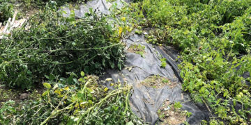 Daržovių ūkio derlių naikina lietus