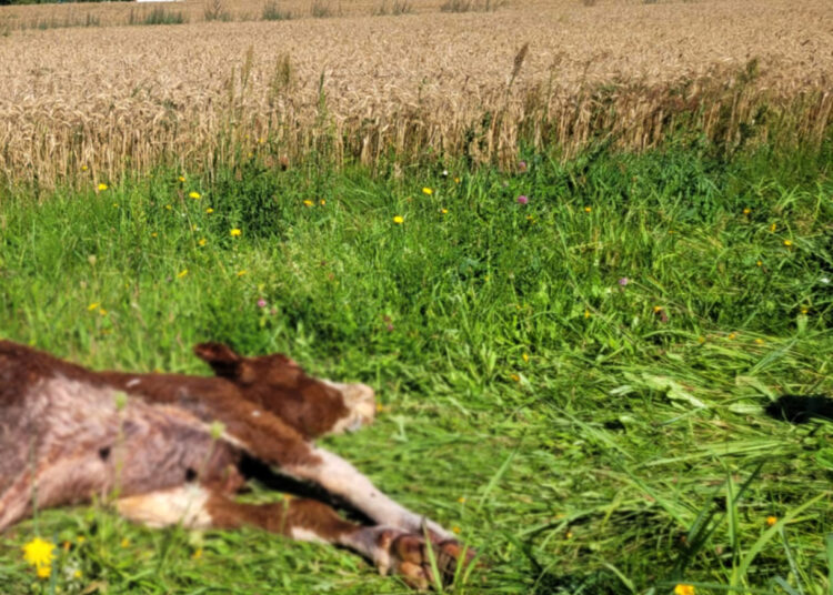 Pirmosios šių metų vilkų aukos