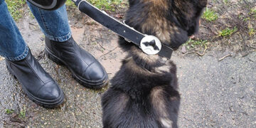 Mušė ant voljero pakabintą šunį