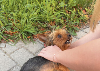 Gelbėjo mašinos partrenktą šuniuką