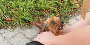 Gelbėjo mašinos partrenktą šuniuką