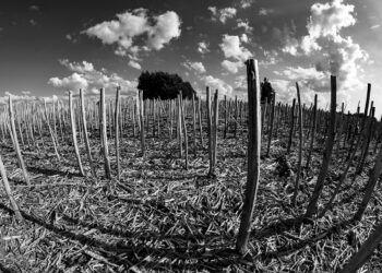 Eseistikos etiudai ir vienas trieilis