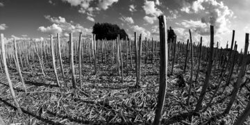 Eseistikos etiudai ir vienas trieilis