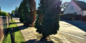 Bus šalinamos tujos