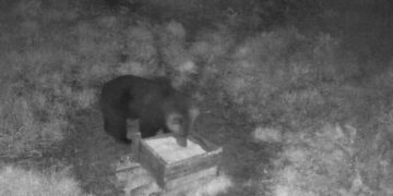 Medžiotojų akistata su meškute: vienas ją išvydo nufilmuotą, kitas – medžioklėje