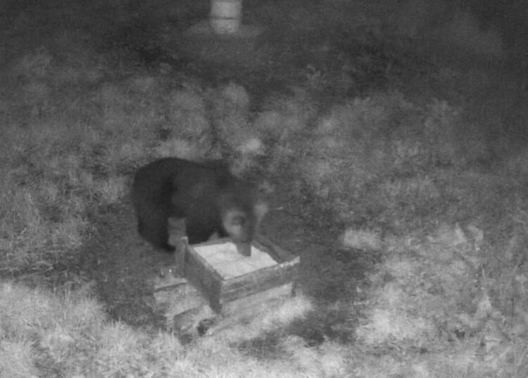 Medžiotojų akistata su meškute: vienas ją išvydo nufilmuotą, kitas – medžioklėje