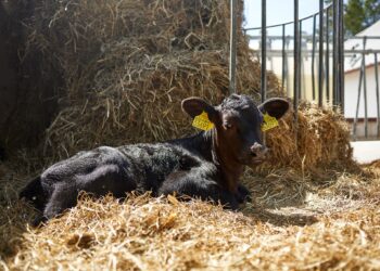 Ar jūsų vaikas matė gyvą karvę?