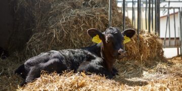 Ar jūsų vaikas matė gyvą karvę?