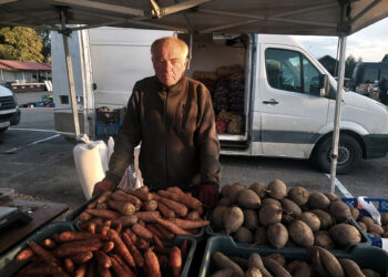 Gyvuliai ištrypė daržoves