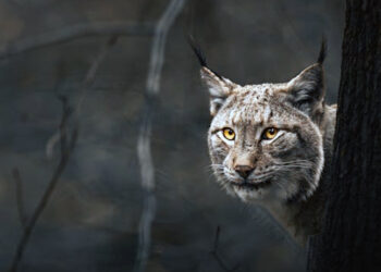 Po miestą blaškosi lūšiukas