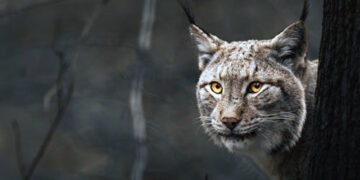 Po miestą blaškosi lūšiukas