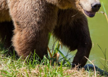 Meška pasirodė Kirdonių miške