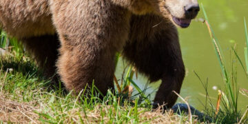 Meška pasirodė Kirdonių miške