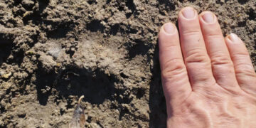 Meškos pėdsakai vedė per lauką