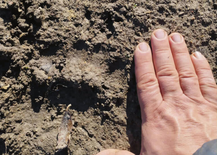 Meškos pėdsakai vedė per lauką