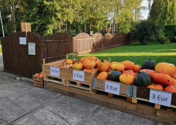 Moliūgų išparduotuvės pirkėjai atsiskaito sąžiningai