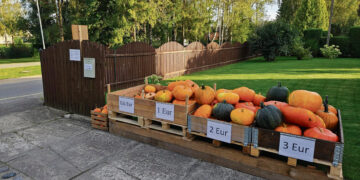 Moliūgų išparduotuvės pirkėjai atsiskaito sąžiningai