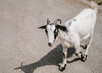 Ožys kelionę baigė pas ožkytes