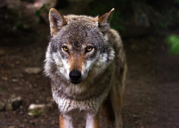 Siūlo mažinti vilkų medžioklės limitą