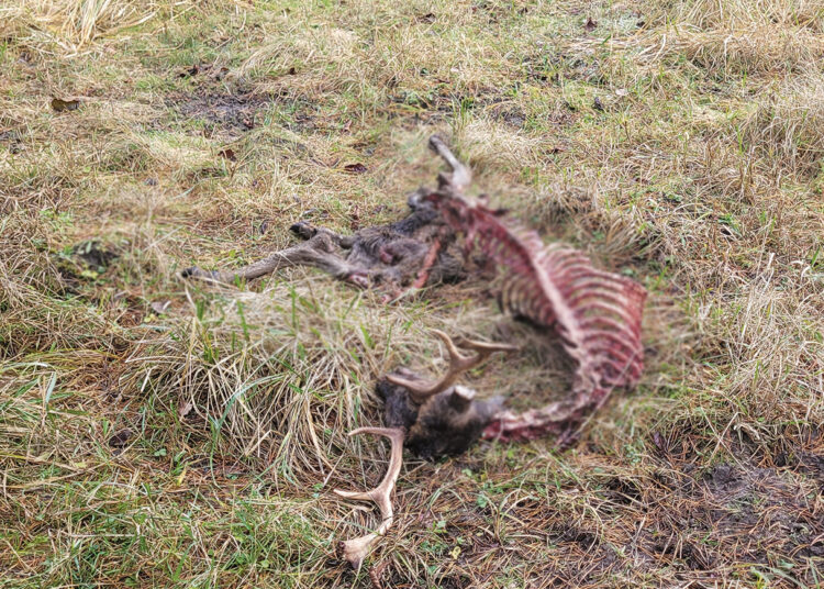 Į bandas vilkai įsisuko artėjant žiemai
