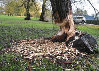 Bebrų siautulio metas