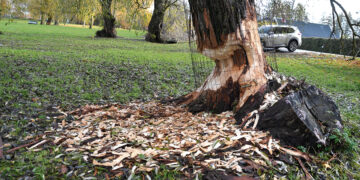 Bebrų siautulio metas