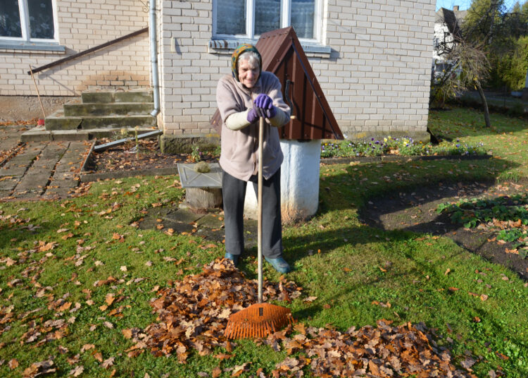 Apie medžius, lapus ir žmones