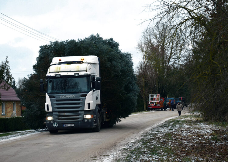 Eglutės gyvenimas ir kelias į Kalėdas
