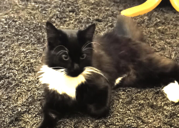 Karo pabėgėliai priglaudė alkaną katytę