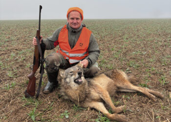 Tame pačiame miškelyje sumedžiojo antrą vilką