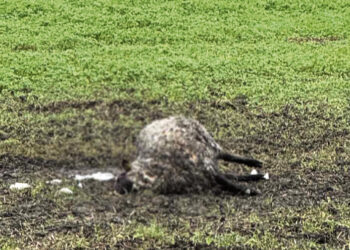 Kritusios avies ūkininkas neketino pasiimti