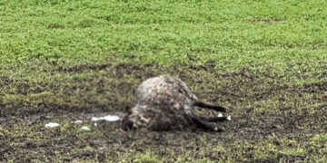 Kritusios avies ūkininkas neketino pasiimti