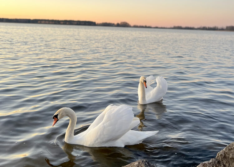 Dėl paukščių gripo rajone gali nelikti gulbių