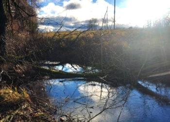 Sunerimo, pamatę į upelį sugriuvusius medžius