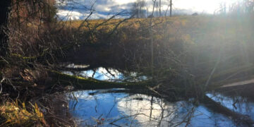 Sunerimo, pamatę į upelį sugriuvusius medžius