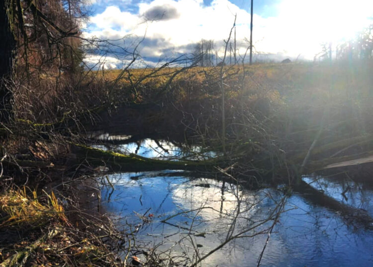 Sunerimo, pamatę į upelį sugriuvusius medžius