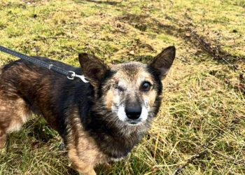Vargus kentęs Džeris ieško naujų namų