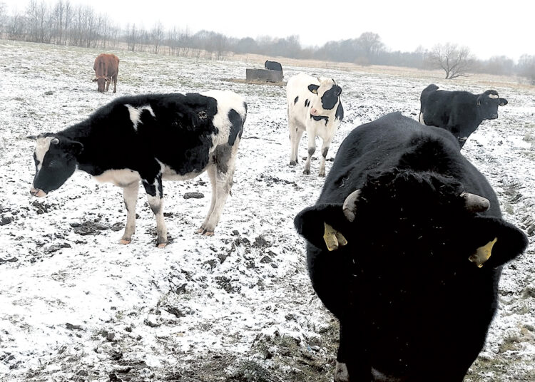 Šaltokas oras galvijams – ne kliūtis