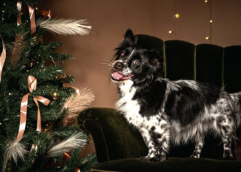 Du akli šuniukai laukia stebuklo