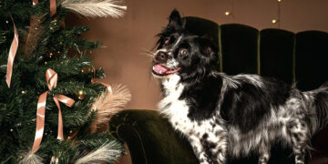 Du akli šuniukai laukia stebuklo