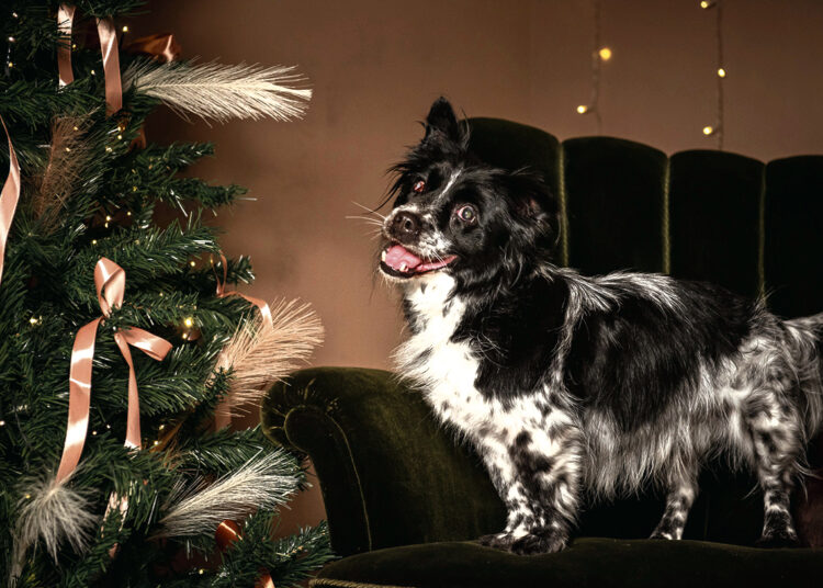 Du akli šuniukai laukia stebuklo