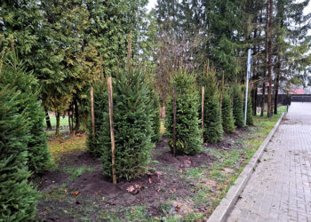 Atsodinti želdiniai