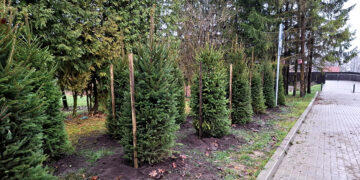 Atsodinti želdiniai